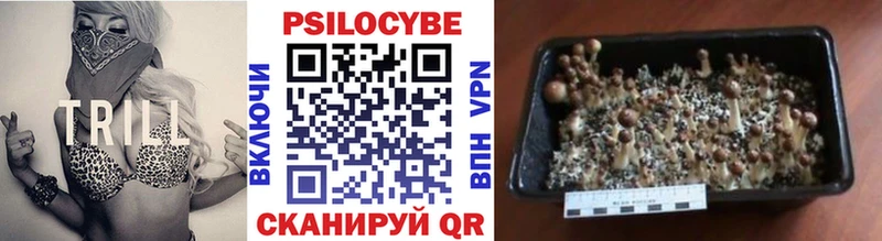 магазин продажи   Новосибирск  Псилоцибиновые грибы Magic Shrooms 
